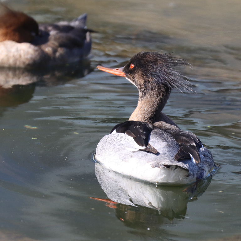 Red-breasted Merganser