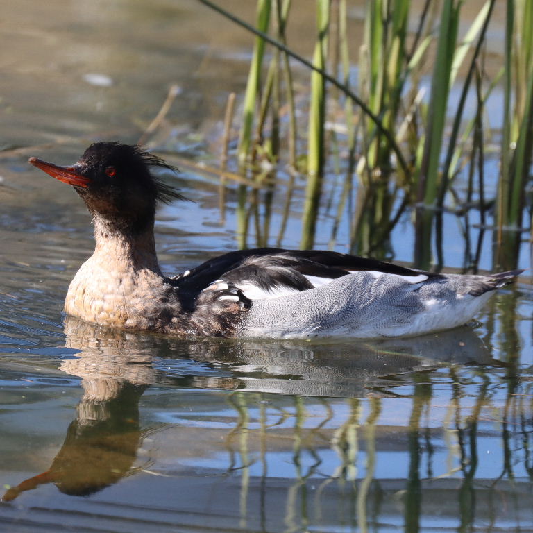 Red-breasted Merganser male