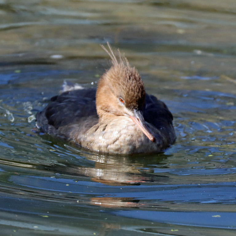 Red-breasted Merganser female