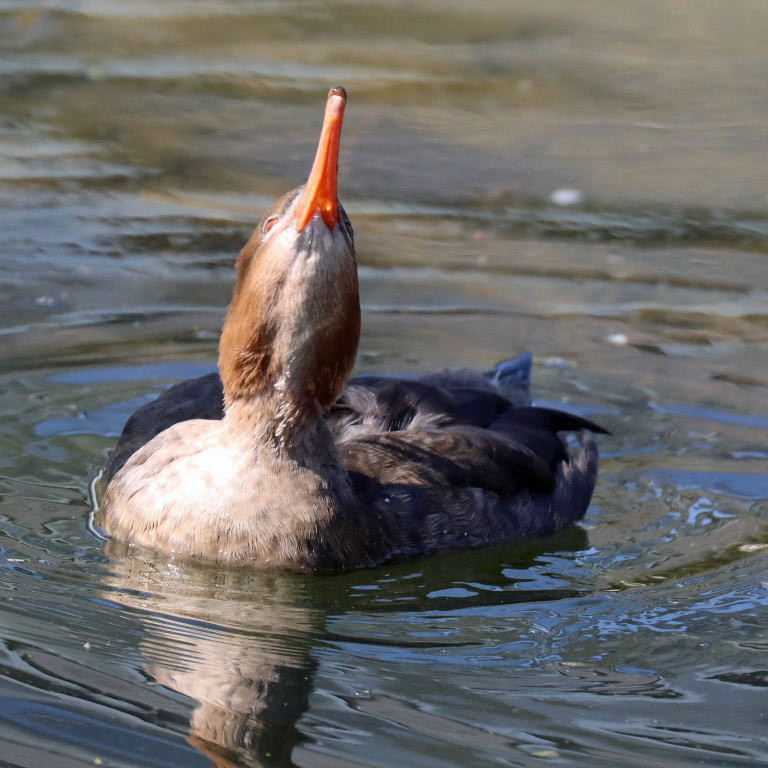 Red-breasted Merganser