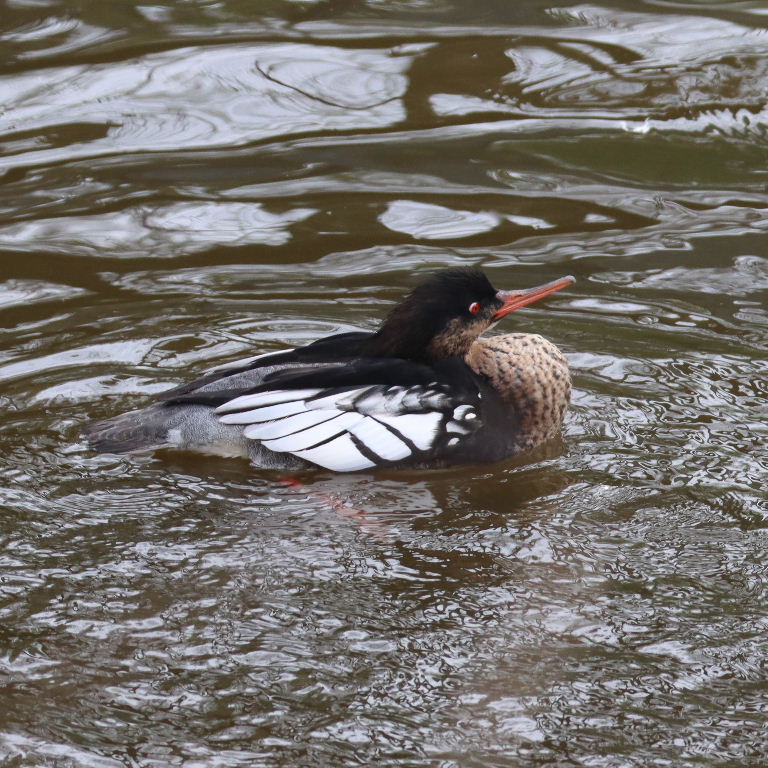 Red-breasted Merganser male