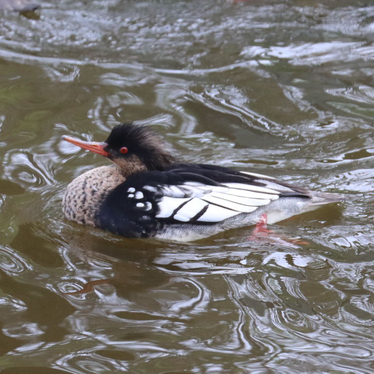 Red-breasted Merganser