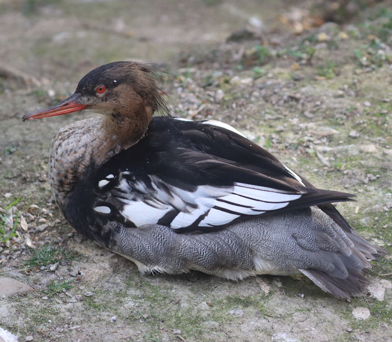 Red-breasted Merganser male