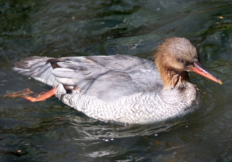 Scaly-sided Merganser female
