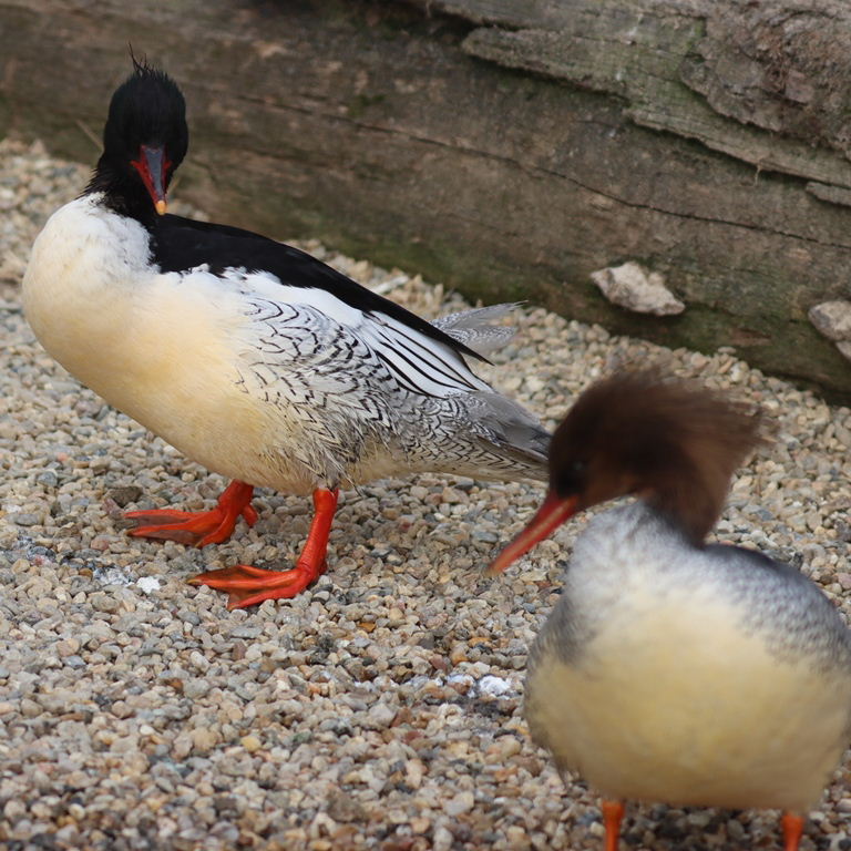 Scaly-sided Merganser
