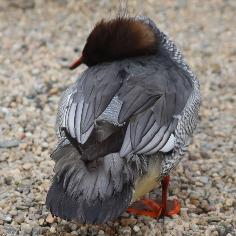 Scaly-sided Merganser