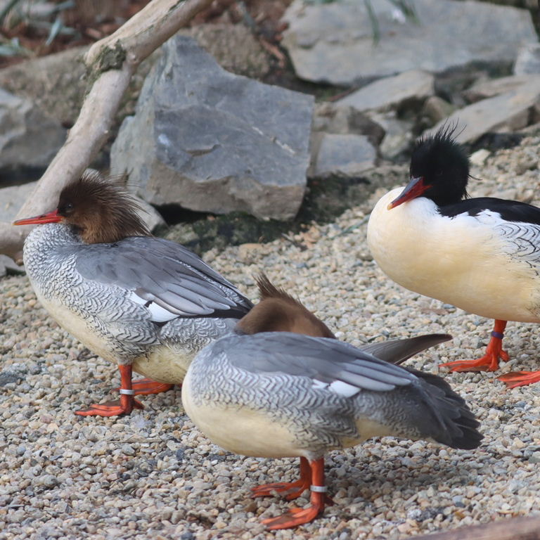 Scaly-sided Merganser