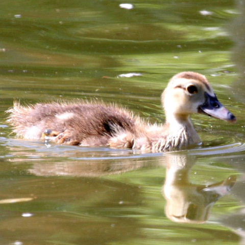 Muscovy duckling