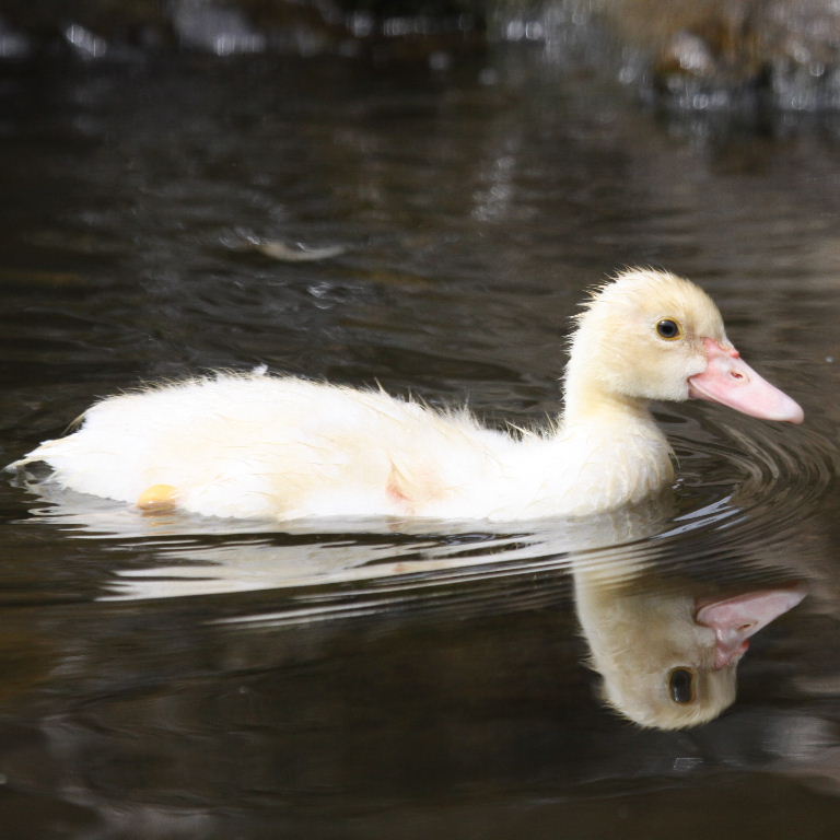 Muscovy duckling