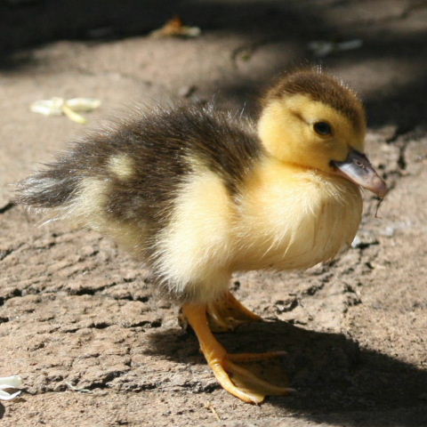 Muscovy duckling