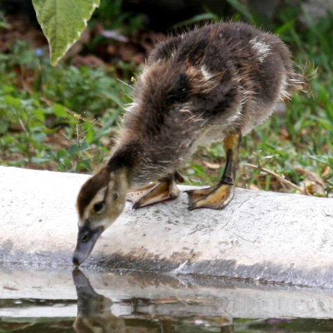Muscovy duckling drinking