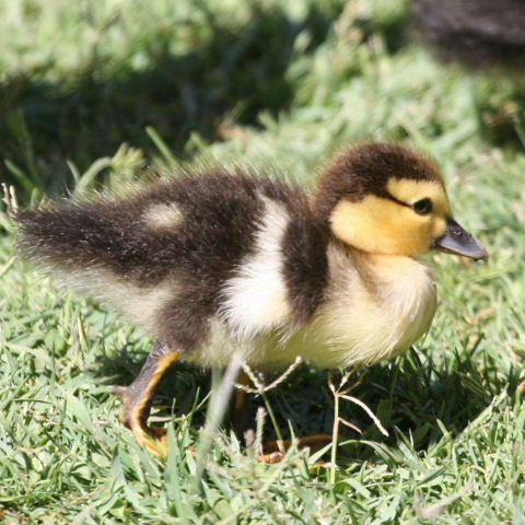 Muscovy duckling