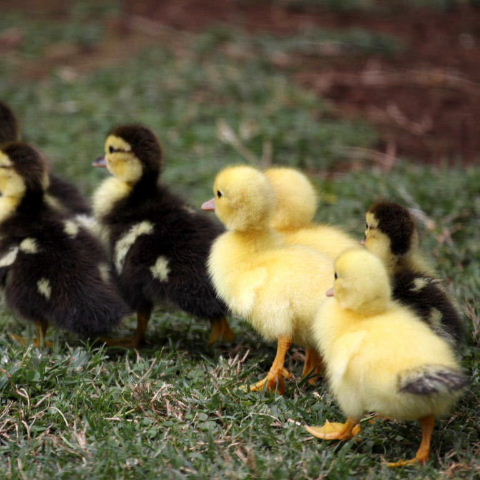 Muscovy ducklings