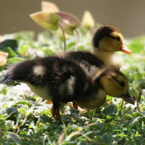 Muscovy ducklings
