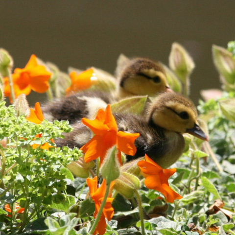 Muscovy ducklings