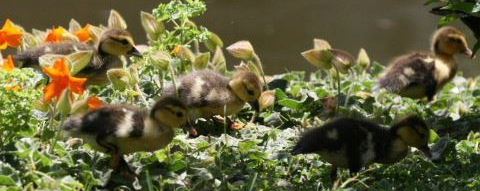 Muscovy ducklings