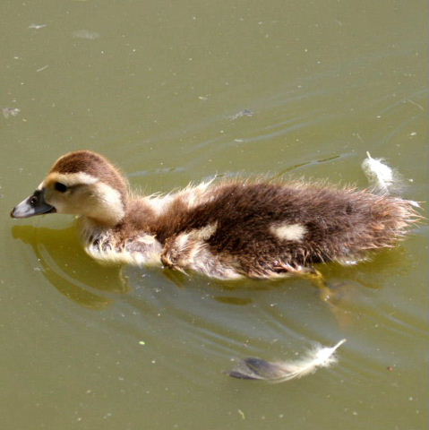 Muscovy duckling swimming
