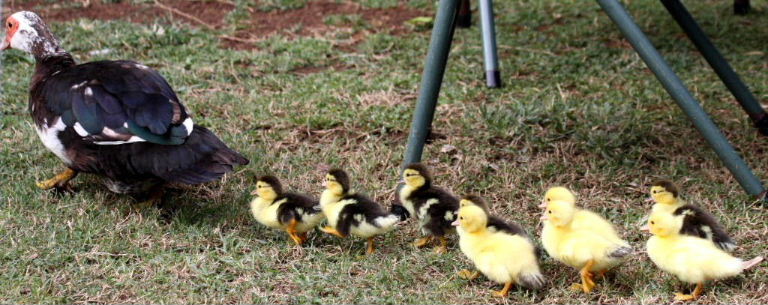 Muscovy ducklings