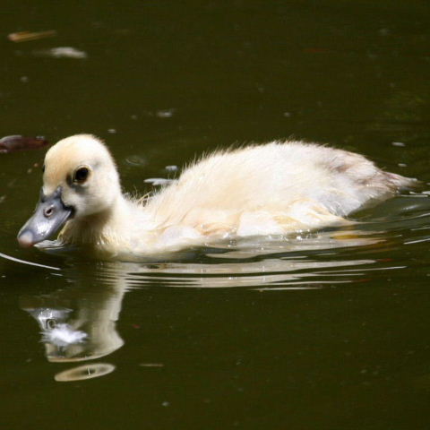 Muscovy duckling
