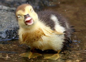 Muscovy Duckling
