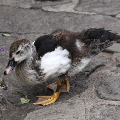 Muscovy juvenile