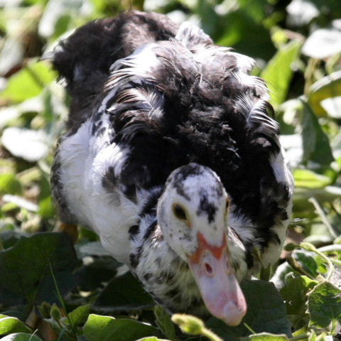 Muscovy juvenile