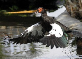 Muscovy Duck