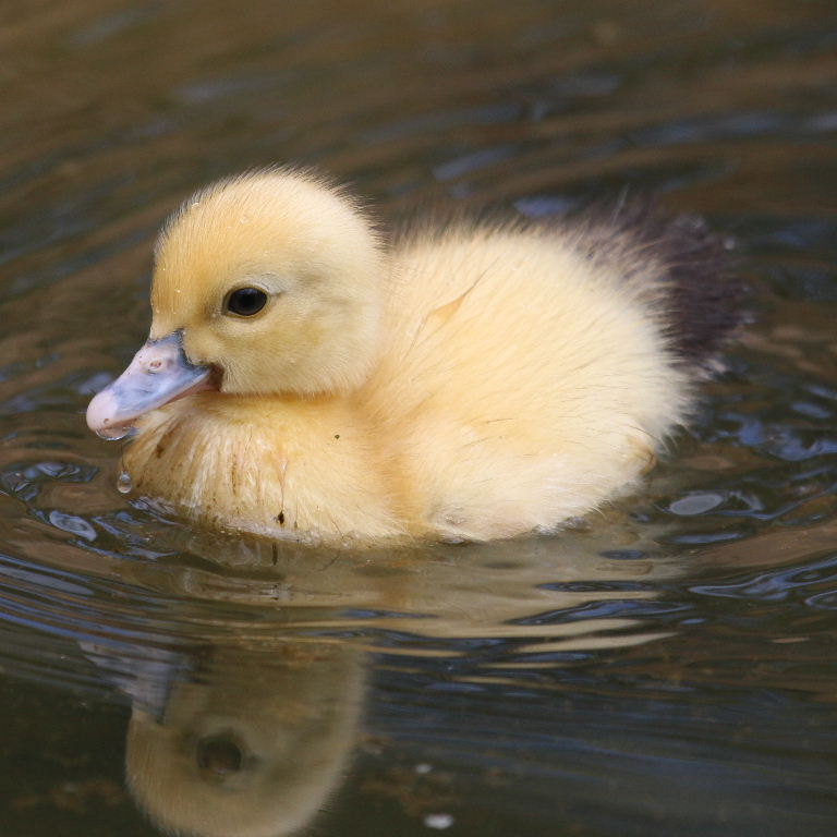 Muscovy duckling