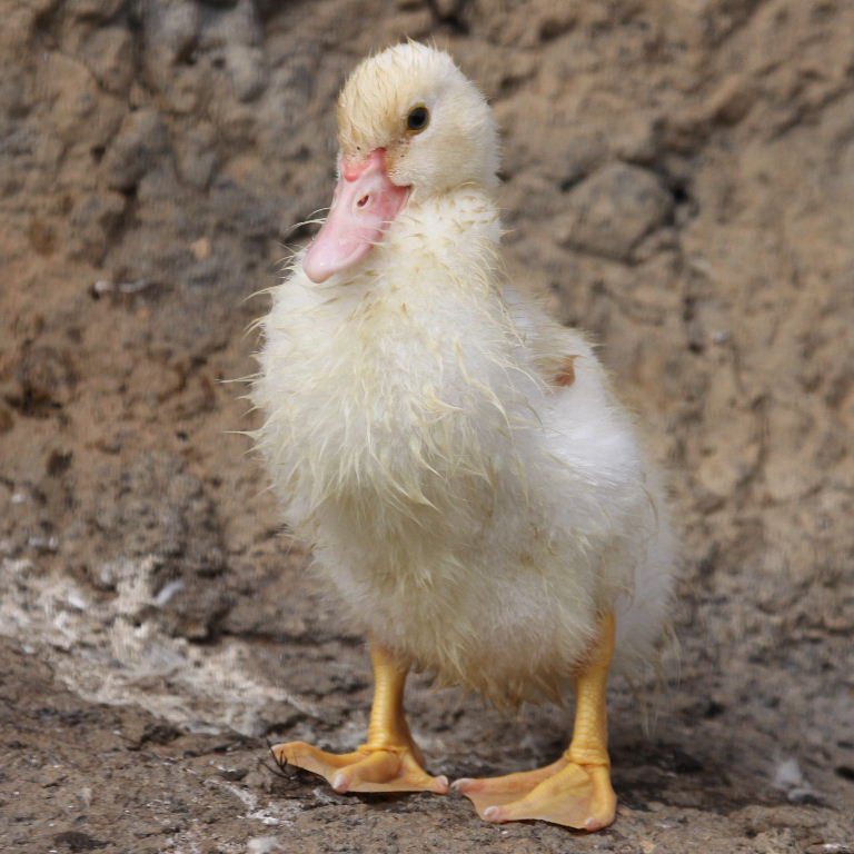 Muscovy ducklings