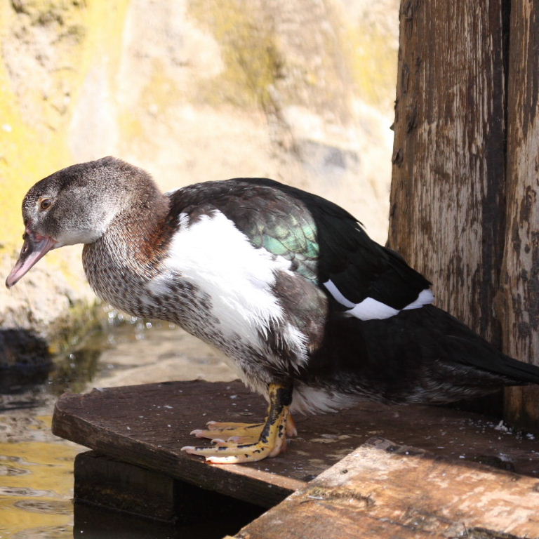 Muscovy juvenile