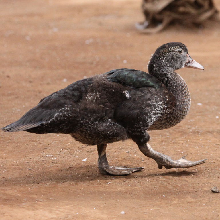 Muscovy juvenile
