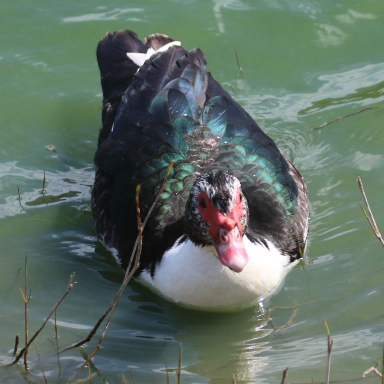 Muscovy Duck