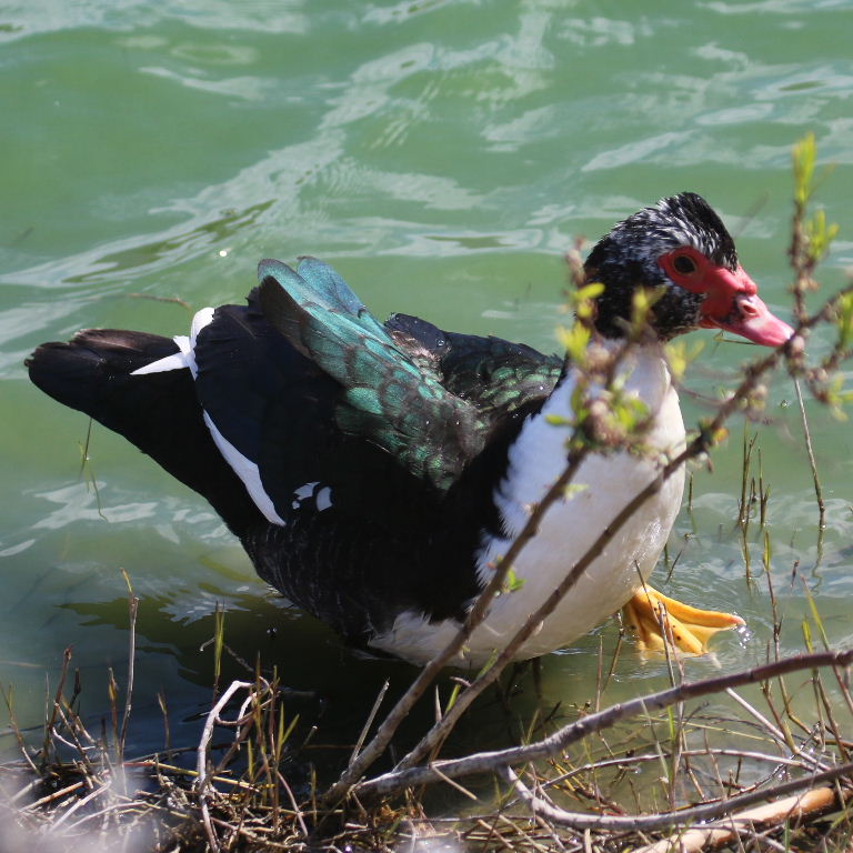 Muscovy Duck