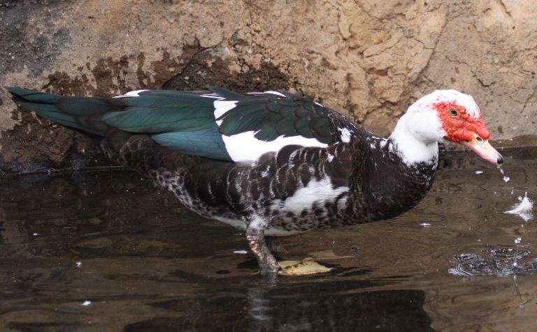 Muscovy Duck