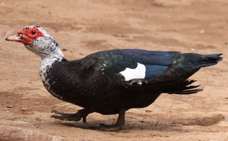 Muscovy Duck