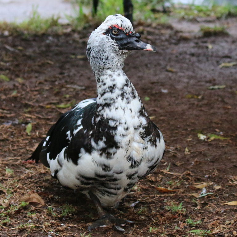 Muscovy Duck