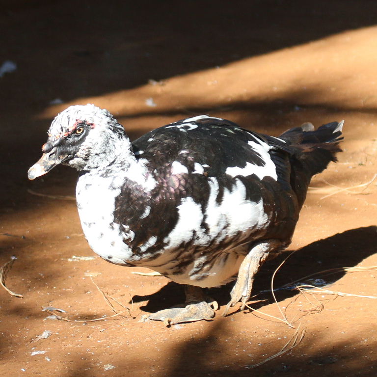 Muscovy Duck
