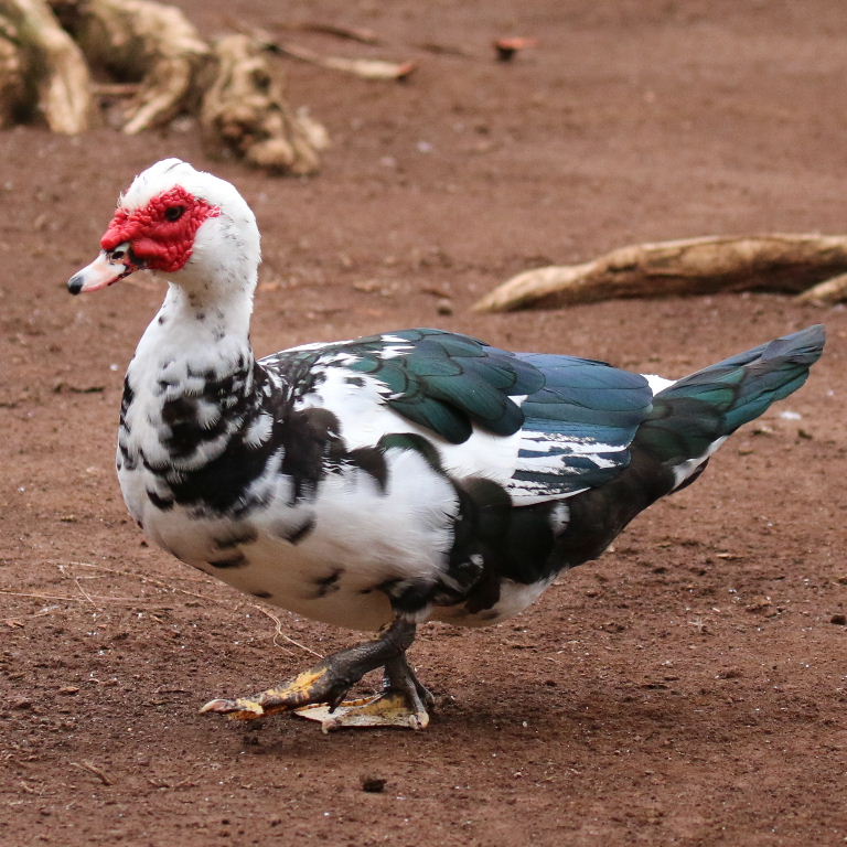 Muscovy Duck