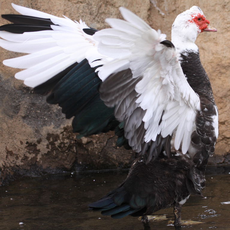 Muscovy Duck