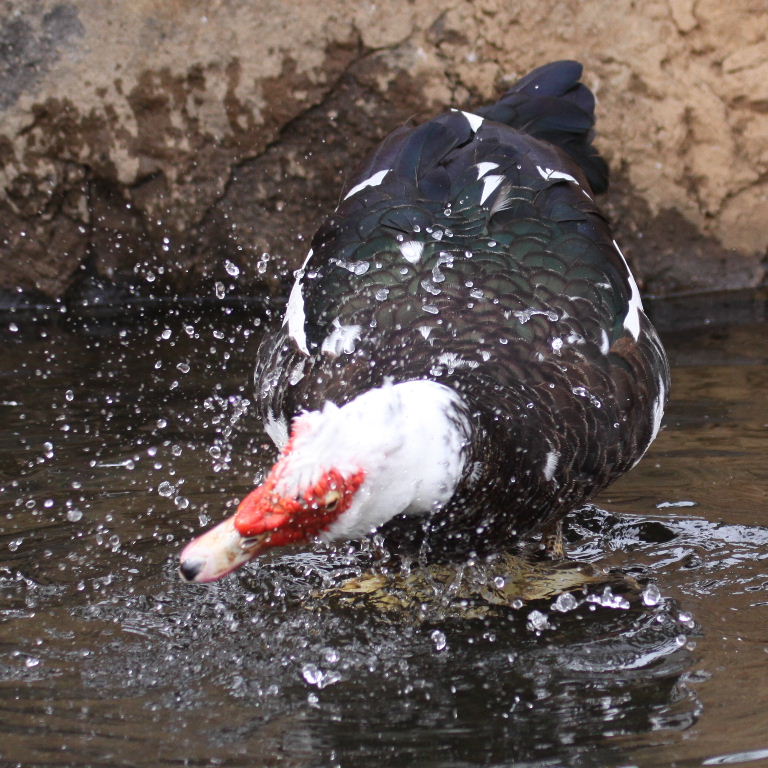 Muscovy Duck