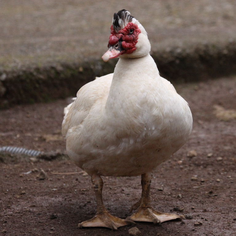 Muscovy Duck