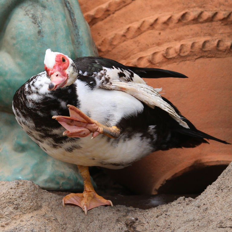 Muscovy Duck