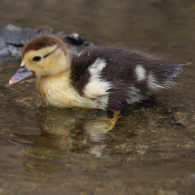Muscovy ducklings