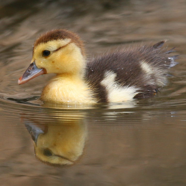Muscovy duckling