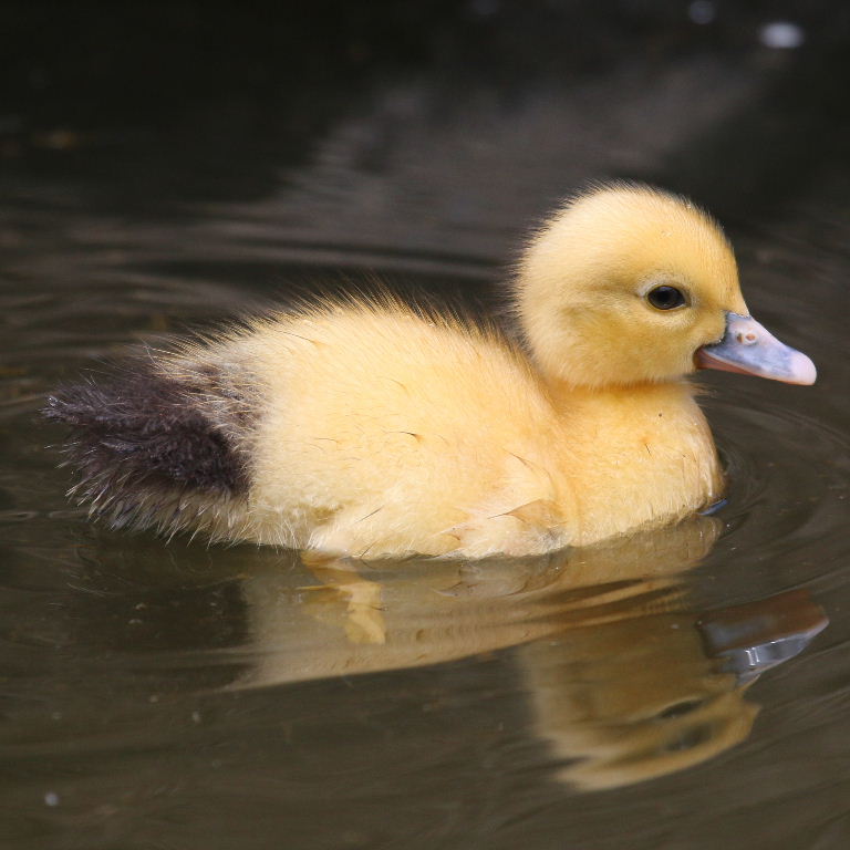 Muscovy duckling
