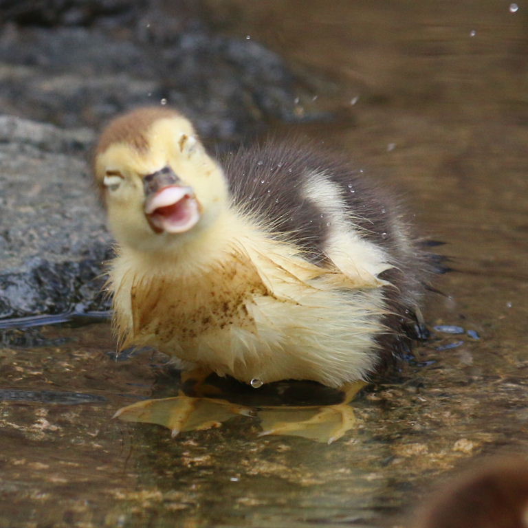 Muscovy duckling
