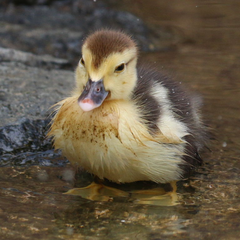 Muscovy ducklings