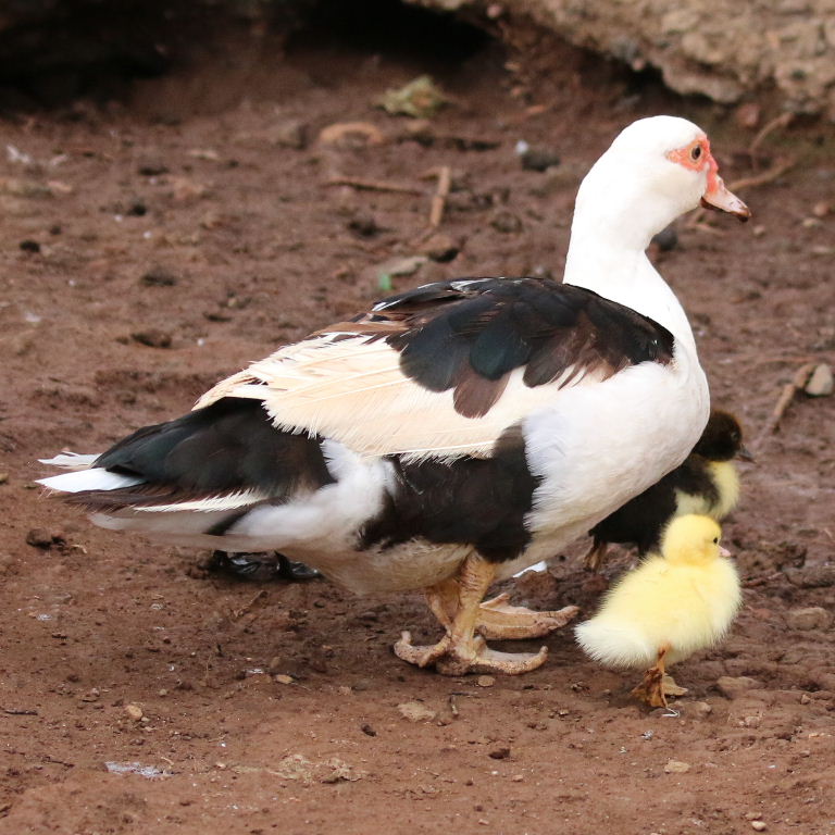 Muscovy ducklings