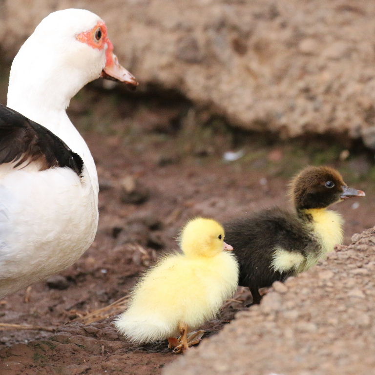 Muscovy ducklings