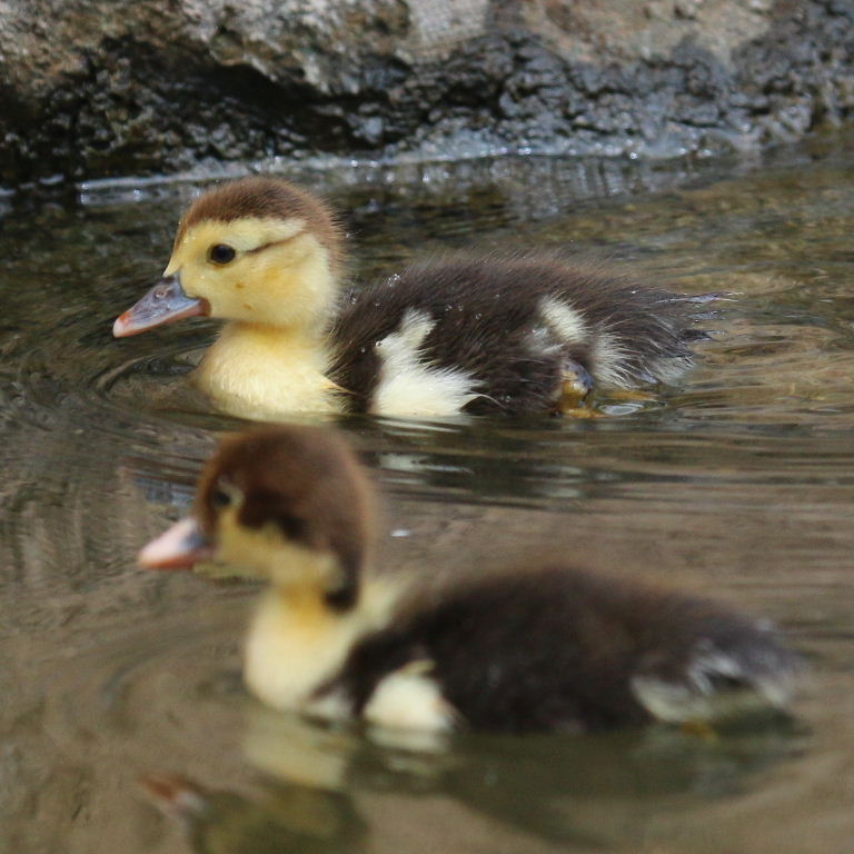 Muscovy ducklings